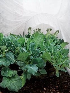 Summerweight Garden Fabric -Grow Essentials Sales 32644 7936 tif