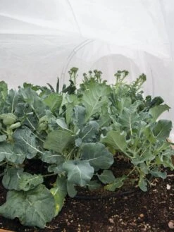 All-Purpose Garden Fabric 12 All-Purpose Garden Fabric -Grow Essentials Sales 32646 7940 tif