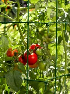Tomato Cages, Set Of 4 -Grow Essentials Sales 34182 588 tif