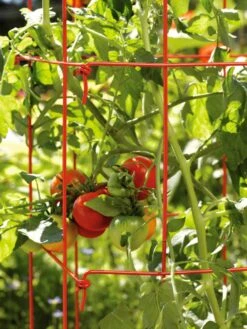 Tomato Towers, Set Of 2 -Grow Essentials Sales 35780 2 595 tif