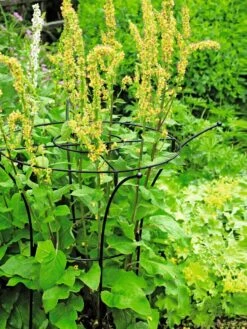 Essex Plant Supports -Grow Essentials Sales 37423 200 tif