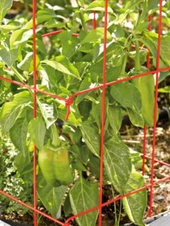 Pepper And Eggplant Cages, Set Of 3 -Grow Essentials Sales 37464 567 tif