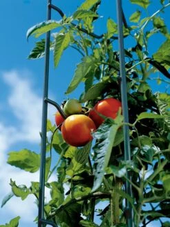 Tomato Ladders, Set Of 3 -Grow Essentials Sales 38184 003E tif