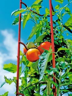Tomato Ladders, Set Of 3 -Grow Essentials Sales 38185 003E tif