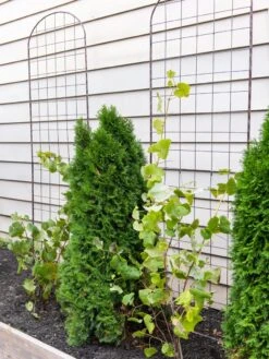 Jardin Flower Trellis -Grow Essentials Sales 38689 6002 tif