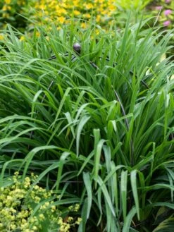 Jardin Bird Cage Support, 26" -Grow Essentials Sales 39 521 0073 tif