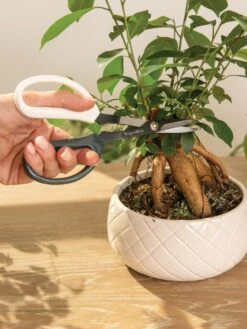 Japanese Pruning Scisssors 16 Japanese Pruning Scisssors -Grow Essentials Sales 3 4 crop 8612968 0087