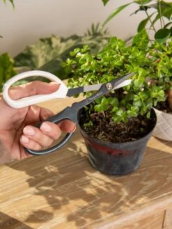 Japanese Pruning Scisssors 14 Japanese Pruning Scisssors -Grow Essentials Sales 3 4 crop 8612968 0092