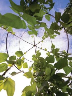 Jardin Tower -Grow Essentials Sales 3 4 crop 8612997 0033