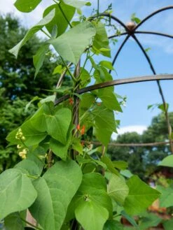 Jardin Tower -Grow Essentials Sales 3 4 crop 8612997 0058