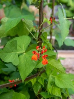 Jardin Tower -Grow Essentials Sales 3 4 crop 8612997 0059