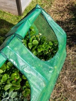 Multi Cloche 17 Multi Cloche -Grow Essentials Sales 3 4 crop 8613213 0240