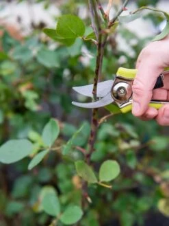 Pocket Pruners -Grow Essentials Sales 8586314 027 tif