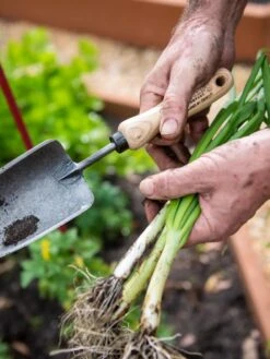 Gardener's Lifetime Trowel -Grow Essentials Sales 8586972 3286 tif