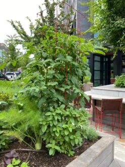 Tomato Towers, Set Of 2 -Grow Essentials Sales 8587041 01IN tif