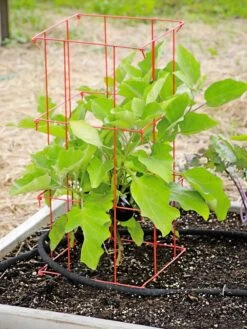 Pepper And Eggplant Cages, Set Of 3 -Grow Essentials Sales 8587048 103 tif