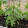 Pepper And Eggplant Cages, Set Of 3 -Grow Essentials Sales 8587048 1073 tif