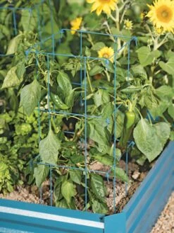 Pepper And Eggplant Cages, Set Of 3 -Grow Essentials Sales 8587048 9792 tif