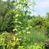Bean Tower -Grow Essentials Sales 8587060GRN 0112 3 4