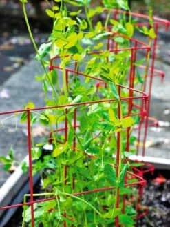 Expandable Pea Trellis -Grow Essentials Sales 8587061 100 tif