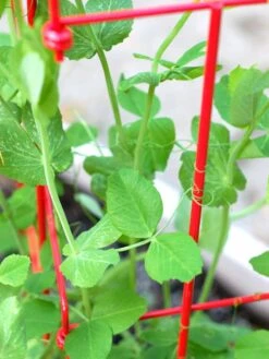 Tall Expandable Pea Trellis -Grow Essentials Sales 8587061 101 tif 1