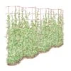 Tall Expandable Pea Trellis 2 Tall Expandable Pea Trellis -Grow Essentials Sales 8587062 0001 RED tall expandable pea trelis tif