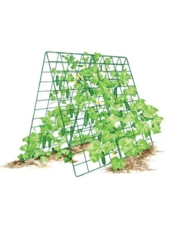 Deluxe Cucumber Trellis -Grow Essentials Sales 8587083 001 GRN tif