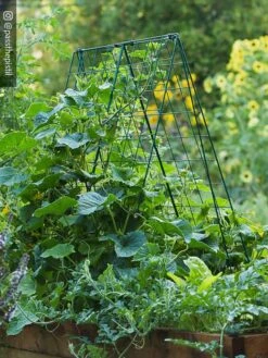 Deluxe Cucumber Trellis
