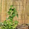 Wire A-Frame Trellis -Grow Essentials Sales 8587104 526 tif