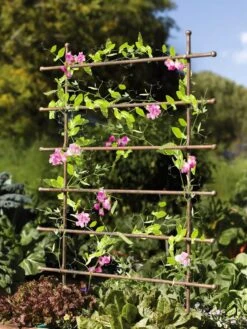 Jardin Ladder Trellis -Grow Essentials Sales 8587107 083 tif