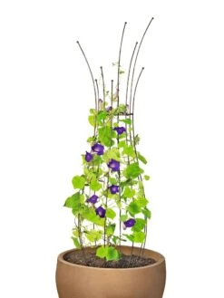 Jardin Pot Trellis -Grow Essentials Sales 8587120 1006 tif