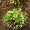 Strawberry Supports, Set Of 6 -Grow Essentials Sales 8587970 1039 tif