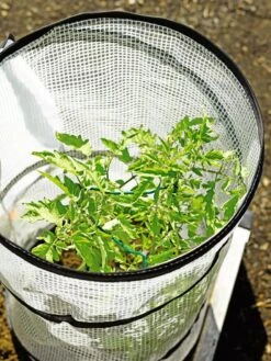 Pop-Up Tomato Accelerator -Grow Essentials Sales 8589749 4176 tif