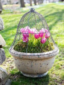 Chicken Wire Cloche -Grow Essentials Sales 8590210 021 tif