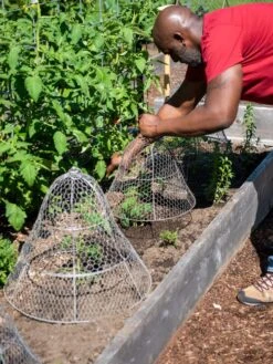 Chicken Wire Cloche With Extension 18 Chicken Wire Cloche With Extension -Grow Essentials Sales 8590210 0442 tif
