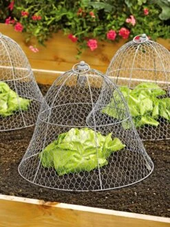 Chicken Wire Cloche