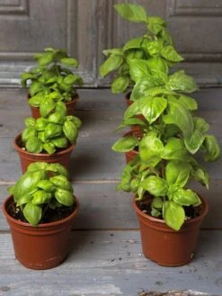 Organic Self-Watering Potting Mix, 20 Qts. -Grow Essentials Sales 8592212 3979 001E tif 3