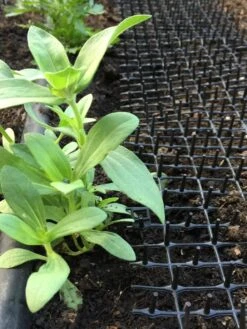 Cat Scat Mat -Grow Essentials Sales 8592448 03CUST tif