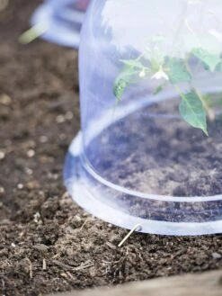 Medium Garden Cloches, Set Of 6 -Grow Essentials Sales 8593985 9441 tif