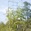 Mammoth Tomato Towers, Set Of 2 -Grow Essentials Sales 8595740 4437 tif