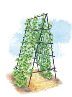 Titan A-Frame Trellis -Grow Essentials Sales 8595755 TitanAFrame art tif