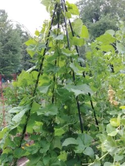 Titan Teepee Trellis -Grow Essentials Sales 8595757 01EMP tif