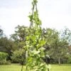 Titan Teepee Trellis -Grow Essentials Sales 8595757 1206 titan teepee cucumber peas beans tif