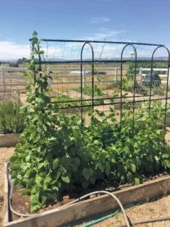 Titan Pea Tunnel -Grow Essentials Sales 8596275 01CUST tif