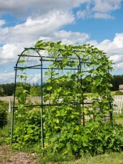 Titan Squash Tunnel -Grow Essentials Sales 8596276 0133 tif