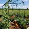 Titan Squash Tunnel -Grow Essentials Sales 8596276 01EMP tif