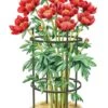 Titan Peony Supports, Medium, Set Of 2 -Grow Essentials Sales 8599858 0001 art tif