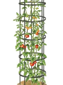 Titan Tall Tomato Cages, Set Of 3 11 Titan Tall Tomato Cages, Set Of 3 -Grow Essentials Sales 8599860 0002 art tif
