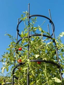 Titan Tall Tomato Cages, Set Of 3 10 Titan Tall Tomato Cages, Set Of 3 -Grow Essentials Sales 8599860 0066 tif