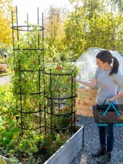 Titan Tomato Cages, Set Of 3 -Grow Essentials Sales 8599861 0114 tif